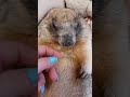 #Ура! У Тошки вырос сломанный зубик!#marmot Tosh#cute animals