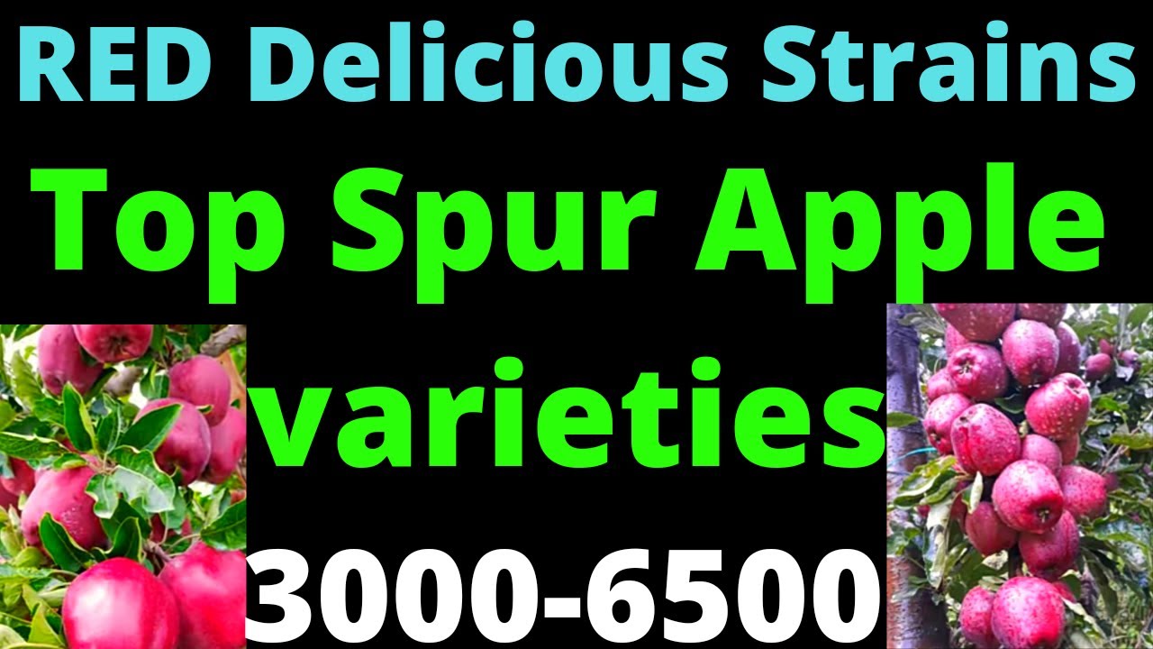 Lower Hight Apple Spur Varieties Top Red Delicious Spur Apple Best lower-hight-apple-spur-varieties-top-red-delicious-spur-apple-best