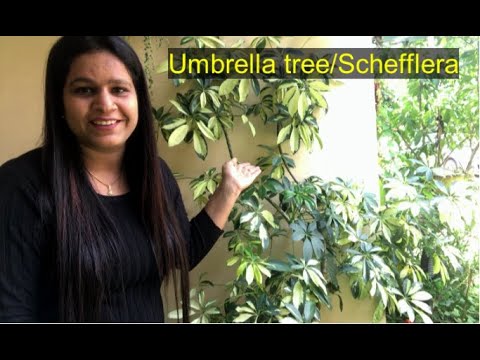 How to grow and care Schefflera/Umbrella plant||Backyard Gardening