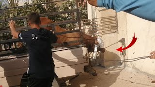 تنزيل عجل شراري من الشحن