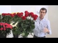 How to arrange your roses and make them last!