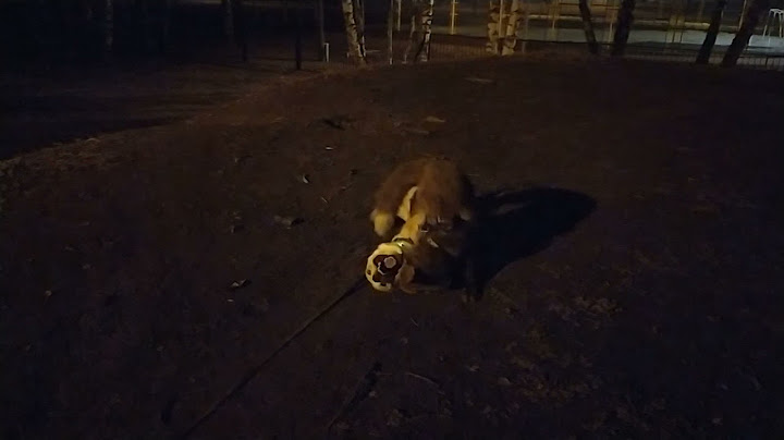 Лиса Арюша борется с корги Олафом
