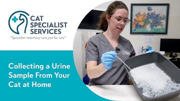 Collecting a Urine Sample from Your Cat at Home