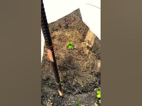 Сорт винограда 🍇 Посланник. Новинка на моем винограднике #виноград # ...