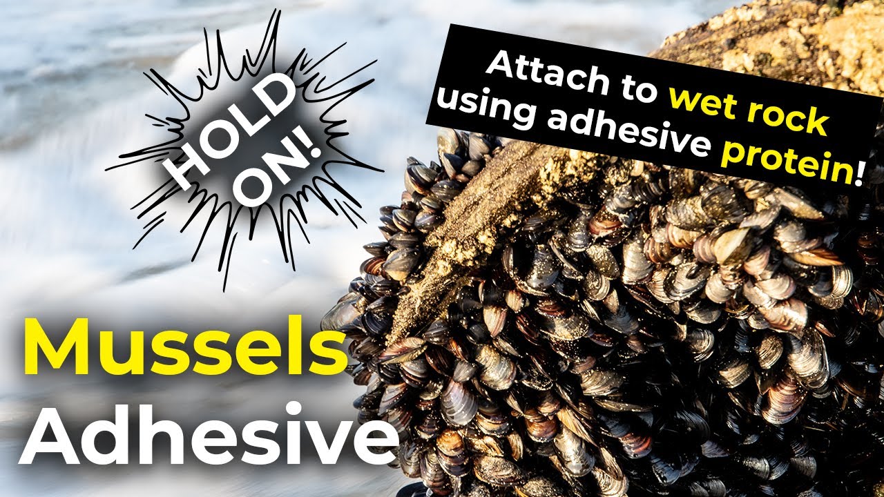 Mussels Adhesive | Attach To Wet Rock Using Adhesive Protein