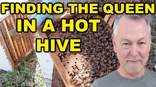 Beekeeping | How to Find Your Queen In An Aggressive Hive