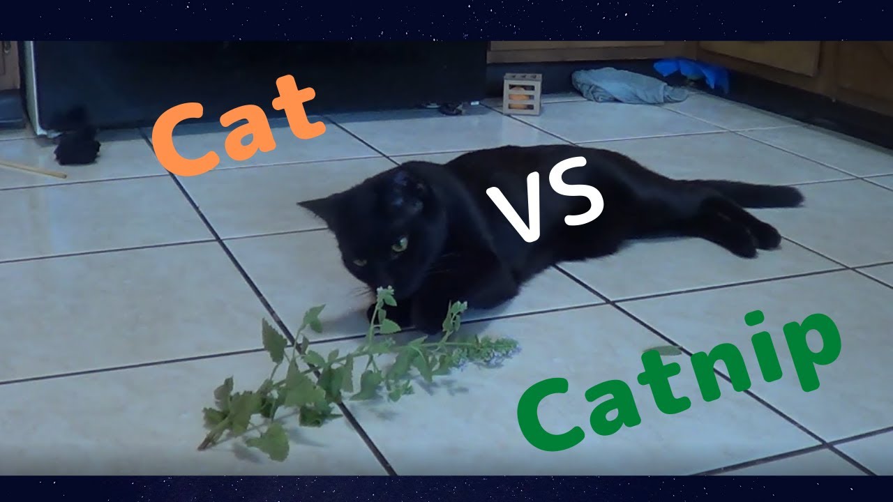 How Catnip Affects On Cats YouTube how-catnip-affects-on-cats-youtube