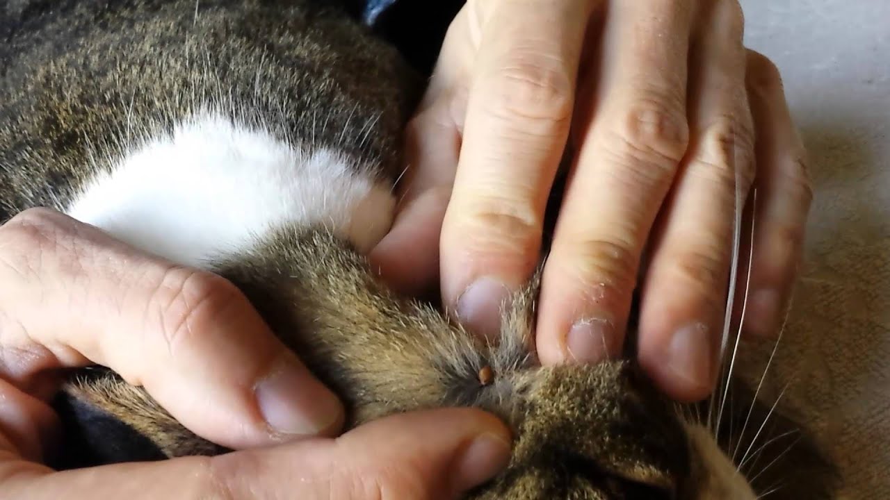 How To Remove A Tick Parasite To The Cat Come Rimuovere Una Zecca