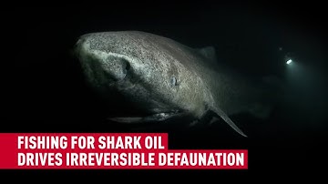 Are sharks at risk of extinction?