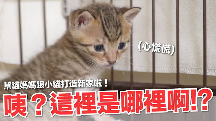 【好味小姐】咦？這裡是哪裡？幫貓媽媽搬新家啦～｜好味貓日常141