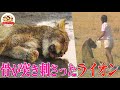 【感動】上アゴにイノシシの背骨が突き刺さってしまったライオン…!水も飲めない絶望から救うため研究者がとった行動とは【どうぶつ奇想天外/WAKUWAKU】