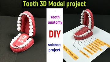 tooth model project - teeth model - tooth model 3d - tooth model with clay - science project model