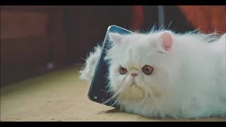 Jero Si Kucing Angkasawan