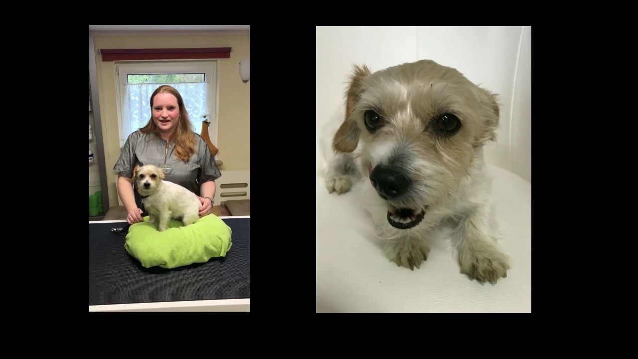 Schonende Pflege mit Ultraschall gegen Zahnstein beim Hund YouTube