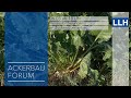 Digitales ackerbau forum  herausforderungen im zuckerrbenanbau