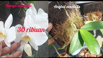 anggrek bulan amabilis murah wa 081395348913