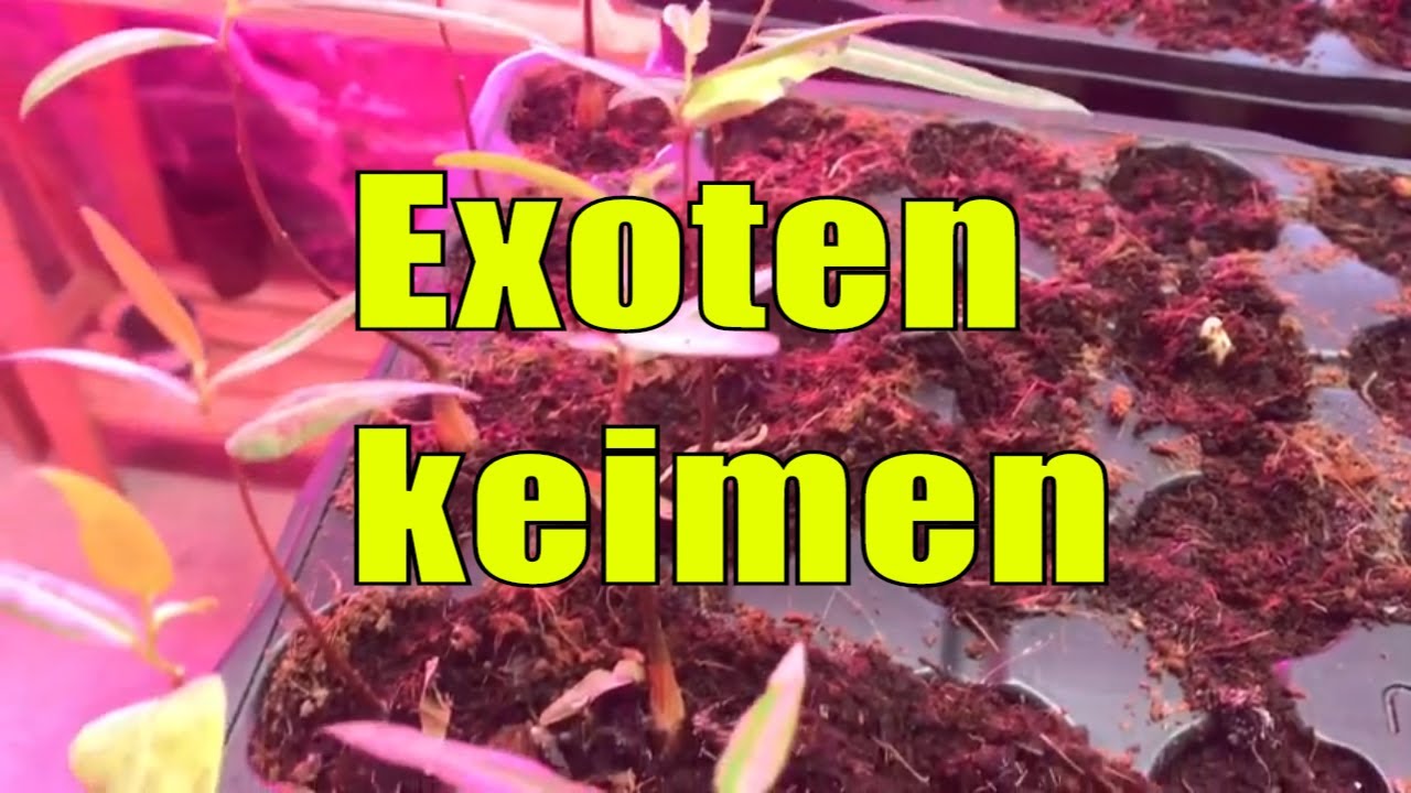 Exoten aus Samen ziehen: Diese Arten keimen – und diese brauchen Geduld