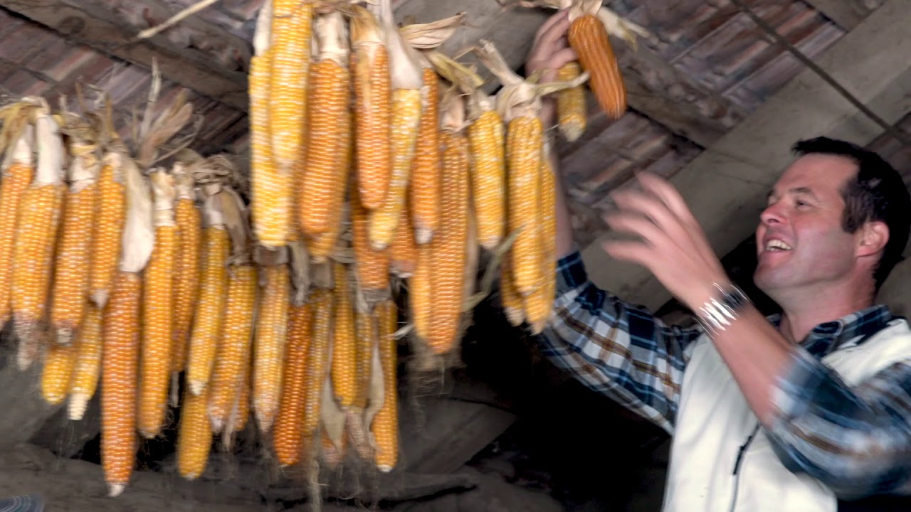 Atelier Claus entdeckt - die alte robuste Sorte Linthmais