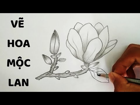 Cách vẽ Hoa Mộc Lan - How to draw Magnolia Flower - Hướng ...