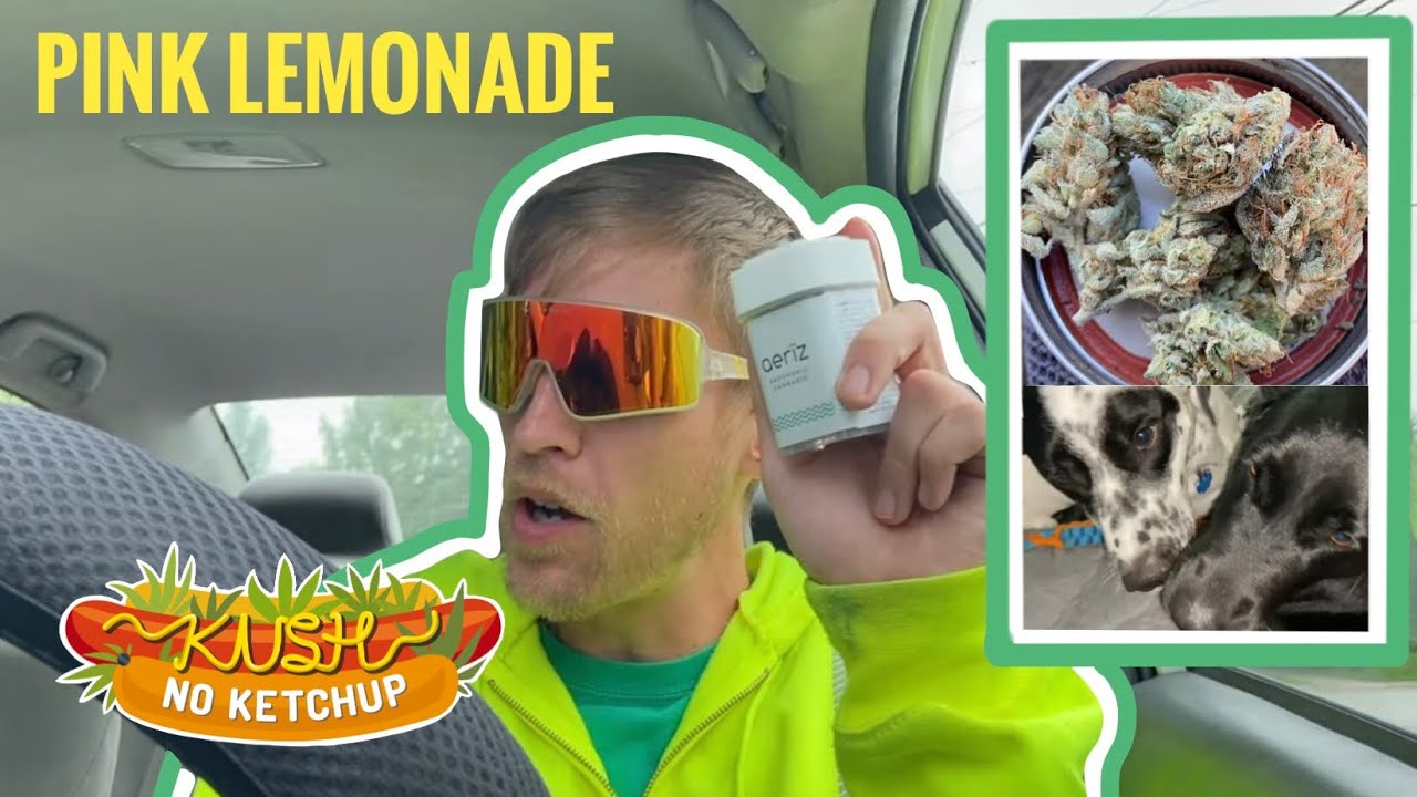 Pink Lemonade Strain Review KUSH NO KETCHUP YouTube