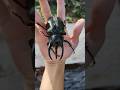 マレーシアの野生コーカサスオオカブト 高卡薩斯南洋大兜蟲 Caucasus Beetle #ムシキング #甲虫王者ムシキング #カブトムシ