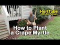 How to Plant a Crape Myrtle (Planting Root Bound Trees)