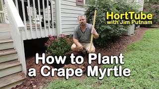 How to Plant a Crape Myrtle (Planting Root Bound Trees)