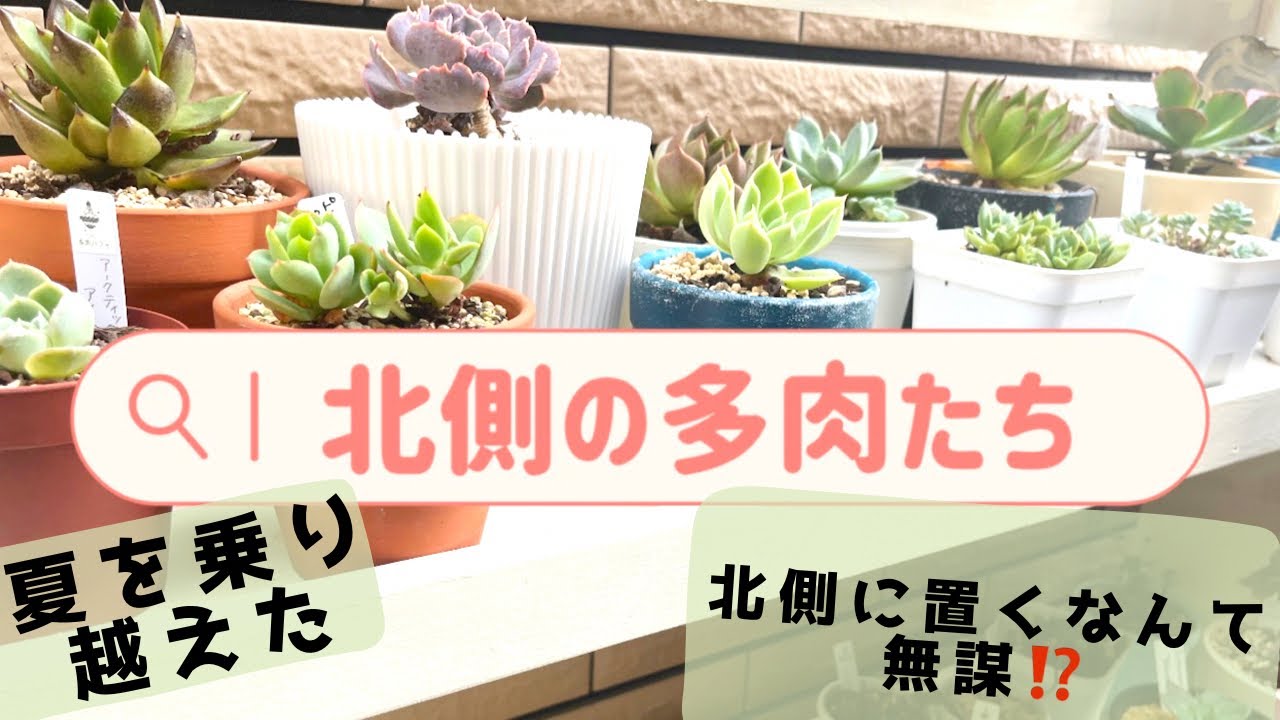 So, Where's the Best Place? ⁉️ Summer Succulent Placement [North