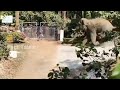 Wild elephant 🐘 break the 🔥farm house gate.