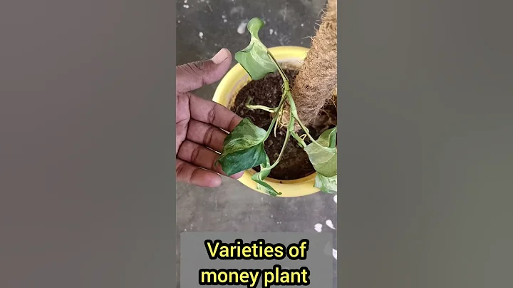5 varieties of pothos #moneyplant #pothosplant #pothosvarieties #aloksgardeningtips #shorts