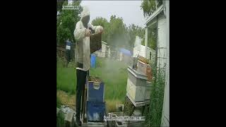 going through top 2nd brood box.