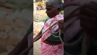 Giving a Cow: Life-Changing Karma Shift? #shorts