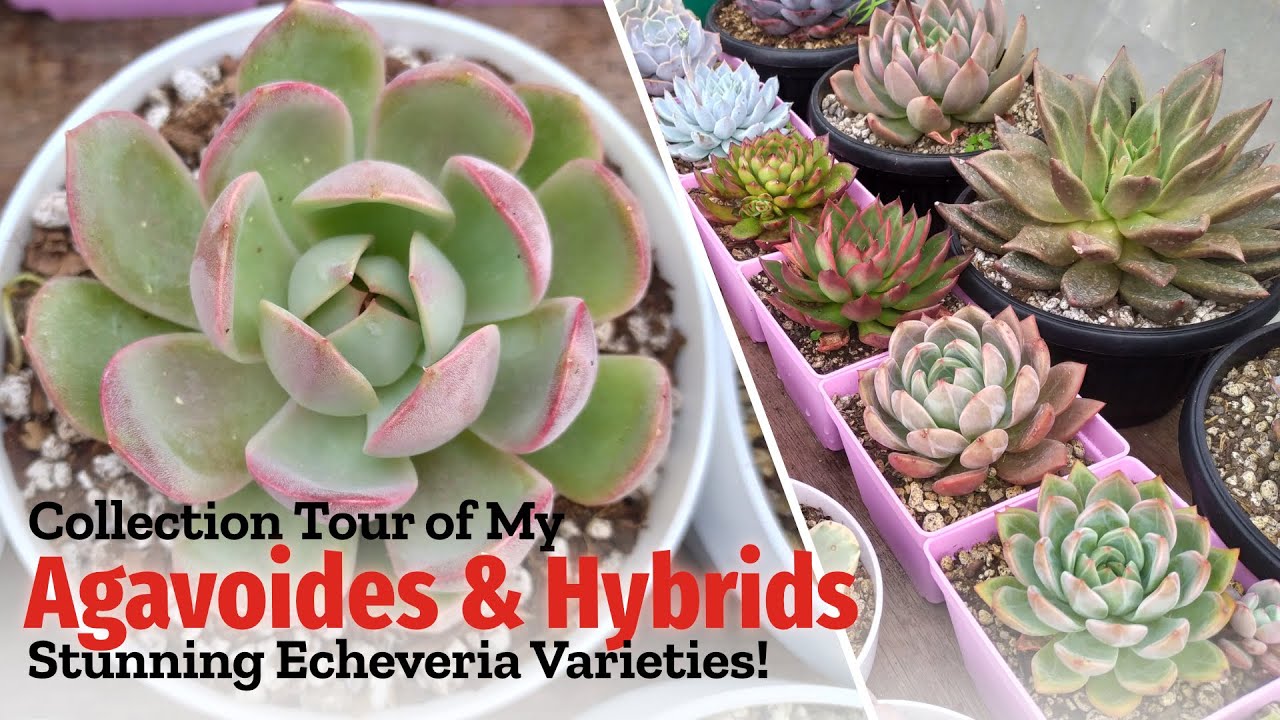 My Echeveria AGAVOIDES & HYBRIDS Collection (+Unboxing New Succulents!)
