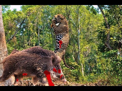 LIVE: Leopard Vs Warthog-Full Sighting-Wildlife-Africa-Safari-national geographic
