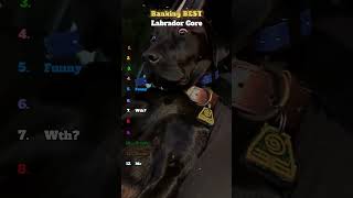 Labrador Core #shorts