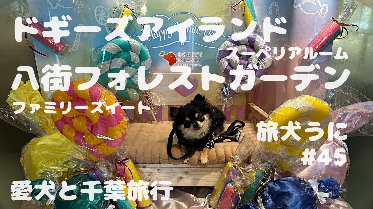 犬【#45 千葉】ドギーズアイランド・八街フォレストガーデン 2023 ​⁠旅犬うに@uni-channel2022