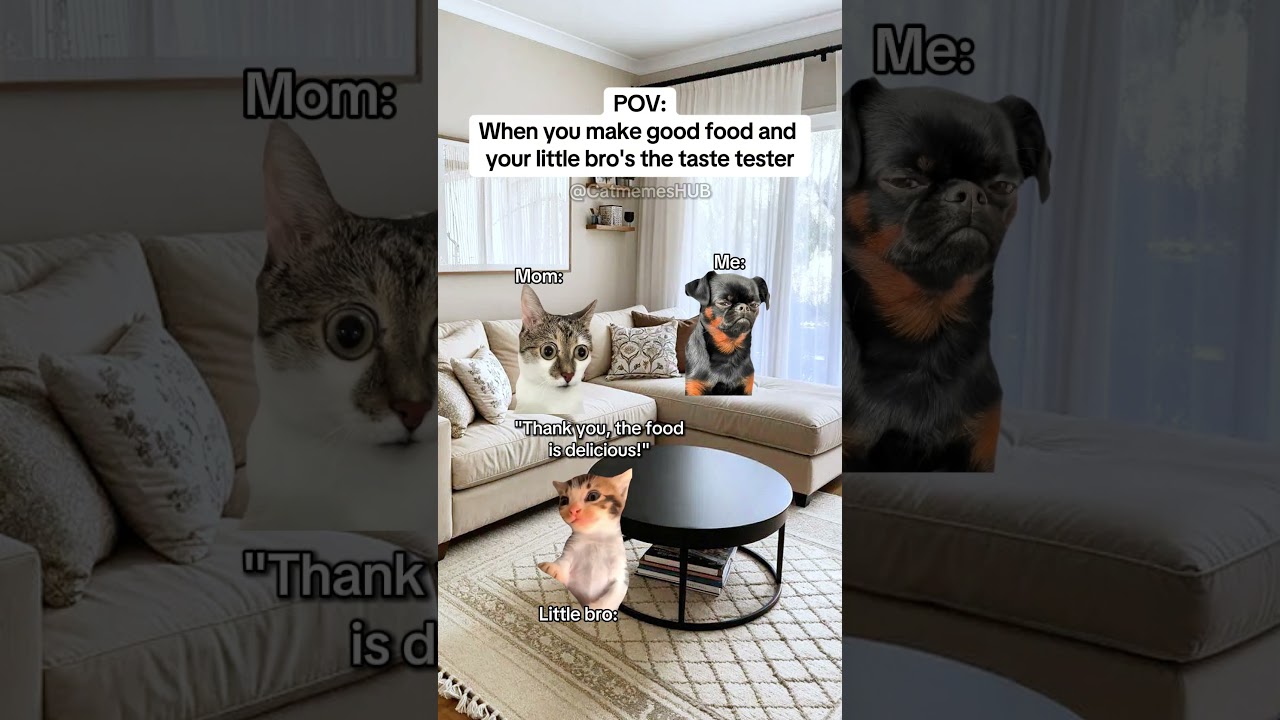 CAT MEMES 🐱When you make good food... 