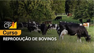 Reprodução de Bovinos l Cursos CPT