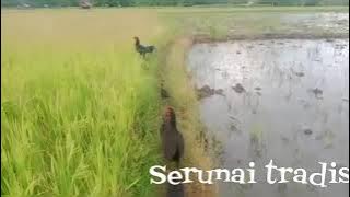 Serunai tradisional suku Mbojo ( BIMA - NTB )