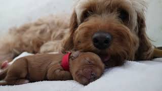 Newborn Cavapoo puppy litter