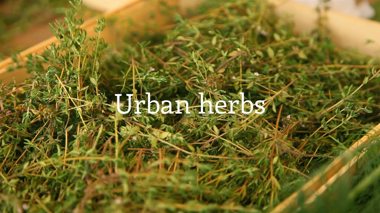 WhatTheFood - Urban Herbs - YouTube
