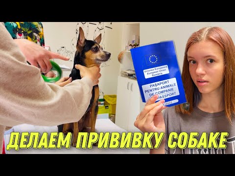 Вернулись в Румынию? Делаем прививку и чип СОБАКЕ / Европейский паспорт для Миланы / НАША МАША - НАША МАША