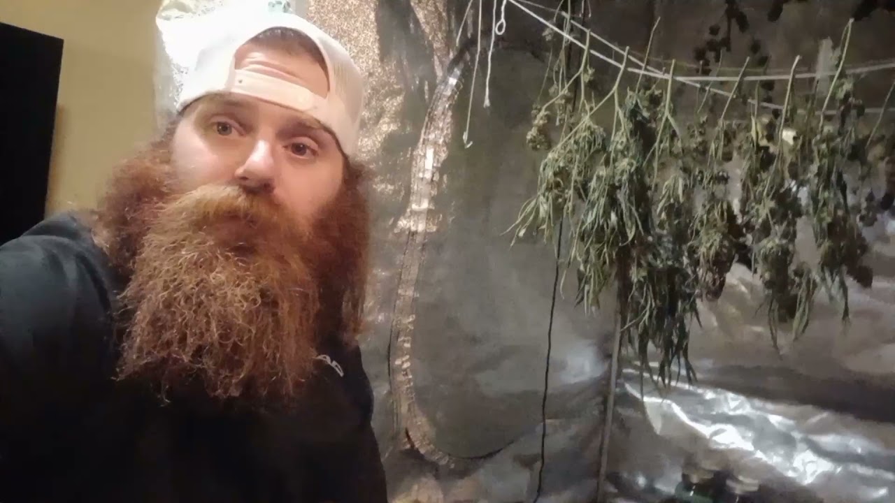 GBAY GENETICS UPDATE