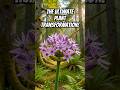 The Ultimate Plant Transformation! #nature #flower #lifecycle #shortsfeed