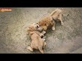 Тайна исчезновения Чоли и Персея РАСКРЫТА! Львы. Тайган. Lions life in Taigan.