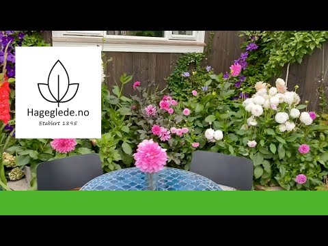 Video: Tindved - vokser i hagen