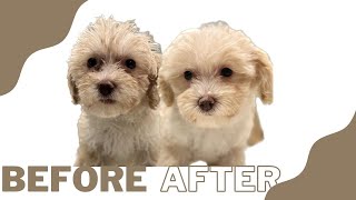 MALTIPOO PUPPY TRANSFORMATION!! | HOW I PREPARE MY PUPPIES TO GO HOME: Dog Breeder Recommended by X-Designer Breeds 318 views 1 year ago 21 minutes