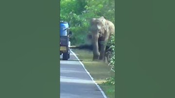 Road Closure Elephant Attacks #short #shortvideo #elephant #elephantattack