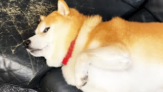 飼い主の疲れを気遣いカッコよくなでなでを終わらせる柴犬