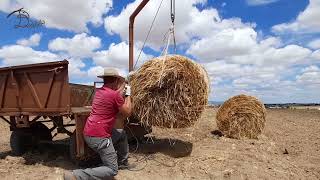 Transporte de rulos VI con la ayuda de Mula Pepi. tracción animal